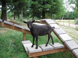 We Have 5 Goats All Named After Trees This Is Doug Fir On The Playground My Husband Made Goats Farm Animals Goat Care