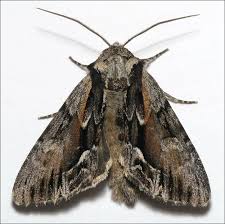 Image result for Hyppa rectilinea