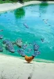 Huevos Of Steel Video Cute Funny Animals Super Cute Animals Funny Animals