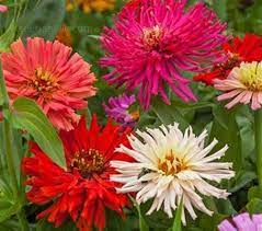 The unique cactus petals roll under and twist to create a seed planting depth: Zinnia Elegans Giant Cactus Flowered Mix 250 Seeds For 1 25 Zinnia Flowers Cactus Flower Zinnias