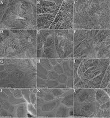 Image result for Crotalaria onobrychis