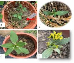 Image result for Flaveria bidentis