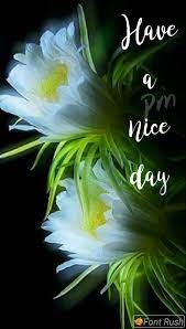 Pin By Paroo On Choice Good Morning Flowers Good Morning Wishes Good Morning Beautiful