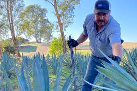 Image result for Agave