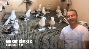Donek Guvercinler Serafettin Basar Sero Youtube
