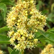 Image result for Heteropyxis natalensis