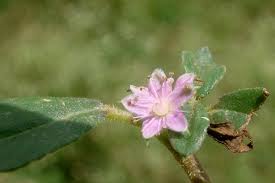 Image result for Zaleya