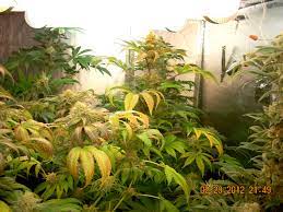 Plasma grow lights are said to copy the natural light of the sun better than any other form of indoor grow light on the market. Magnetic Induction Grow Lights Plasma Grow Lights Do They Work Grow Weed Easy