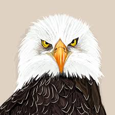 Check spelling or type a new query. Illustration Bald Eagle On Behance