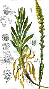 Image result for Resedaceae