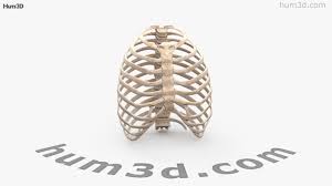 1,772 likes · 34 talking about this · 784 were here. 360 View Of Rib Cage 3d Model Hum3d Store