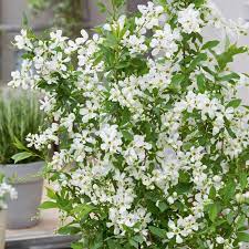 Tutte le schede di coltivazione sulle specie di giardino che sono in grado di produre bellissimi fiori gialli. Exochorda Racemosa Blushing Pearl Albero Delle Perle Cespuglio Della Sposa Meilland Richardier