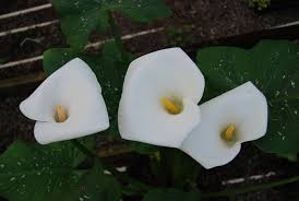 Image result for Zantedeschia aethiopica