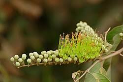 Image result for Combretum xanthothyrsum