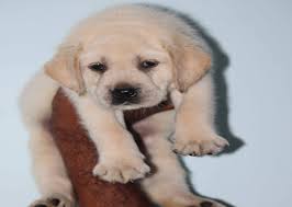 Black labrador retriever puppy images. Labrador Puppy Price In Pune Labrador Puppy Price In Pune Premium Pet House