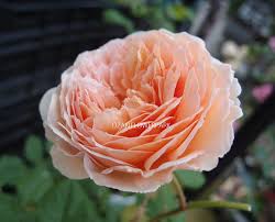 イングリッシュローズ（ER） | オザキフラワーパーク