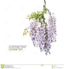 Wisteria Vine Tattoo Google Search Flower Images Wisteria Wisteria Tree