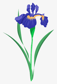 Download Drawing Irises Flower Irish Iris Flower Vector Free Png Image Transparent Png Free Download On Seekpng