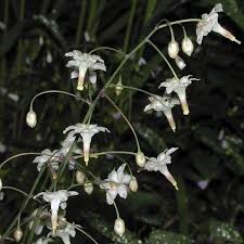 Image result for Blyxa hexandra