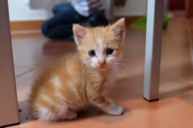 Pixabay De Ucretsiz Goruntuler Kedi Yavru Kedi Malai Yerli Kedi Yavru Kediler Kedi Cute Kittens