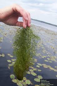 Image result for Utricularia