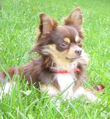 Reminds Me Of A Baby Albert Chihuahua Puppies Cute Chihuahua Chihuahua