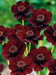 Photos From Wonderful World Of Flowers S Wonderful World Of Flowers Cosmos Flowers Chocolate Cosmos Flower Flower Seeds