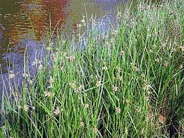 Image result for Cyperus laevigatus