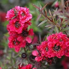 Image result for Leptospermum scoparium
