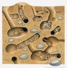 Cross Section Of Dessert Burrows Squirrel Burrowing Owl And Bullsnake In Tunnel And Burrow System Prairie Dog Ground Squirrel Burrowing Owl