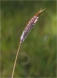 Image result for Dichanthium sericeum