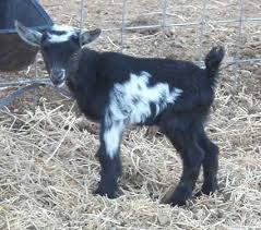 Black And White Goat Wallpaper Sun Valley Nigerian Dwarf Sales List Pet Goat Nigerian Dwarf Nigerian Dwarf Goats