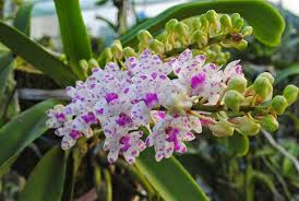 Kết quả hình ảnh cho cách trồng hoa lan đai châu rừng