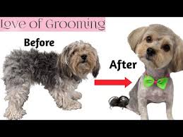 A good diet helps too! Grooming Shaving A Matted Yorkie Mix Morkie Yorkie Maltese Mix Youtube