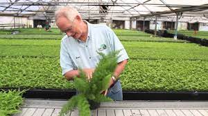 Foxtail Fern Youtube