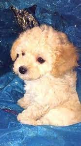 A teacup maltipoo is a smaller version of the popular and charming maltipoo crossbreed. Teacup Maltipoo Puppies Orange Cream And White Ready Now Maltipoo Puppy Teacup Maltipoo Maltipoo