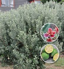 Image result for Feijoa sellowiana