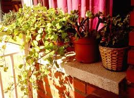 Aprende como cultivar un cactus, segui los pasos sencillos para poder cultivar estas hermosas y espinosas plantas tanto en interior como exterior. Frecuencia De Riego Cada Cuanto Regar Las Macetas