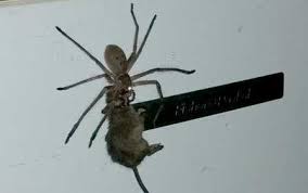 Kết quả hình ảnh cho hình ảnh nhện