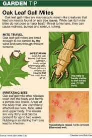 Image result for mite bites on humans