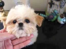,puppies for sale in northern ca. Imperial Shih Tzu Puppies Imperial Shih Tzu Youtube