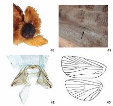 Image result for Acanthopale pubescens