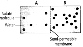 Simple diffusion ● the unassisted net movement of a solute from high to lower concentration. Ncert Exemplar Class 11 Biology Solutions Transport In Plants Learn Cbse