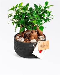 Bitki anlamına gelen kelimelerden oluşmaktadır. Ficus Bonsai Bakimi Yasam Kosullari Ve Fiyati Ficus Bonsai Satin Al