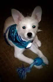 Are Joycee Bassets and Glorious Bassets legitimate?