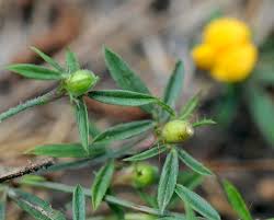 Image result for Stylosanthes