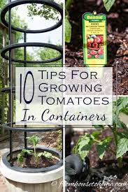 Growing Tomatoes In Containers 11 Of The Best Tips For Getting Lots Of Tomatoes Gardening From House To Home Growing Organic Tomatoes Tips For Growing Tomatoes Growing Vegetables