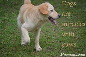 Owners of dogs will have noticed that, if you provide them with food and water and shelter and affection, they will think you are god. Quotes About Service Dogs Quotesgram