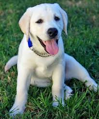 Both have provided services and companionship to humans for many centuries. Don T Freak Out This Kind Of Tshirt Moda For Labrador Retrievers Looks Entirely Amazing Must Bear This In Mind Cute Puppy Names Puppies Puppy Pictures