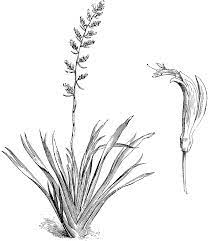 Common New Zealand Flax Clipart Etc New Zealand Tattoo New Zealand Flax Sun Tattoo